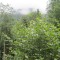 20120806_talwald_22g.jpg