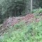 20120806_talwald_25.jpg