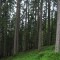 20090706_nuewenalpwald_f6_be_04.jpg