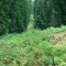 2004-09-27_x37-30_pt-05-tal.jpg