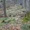 20080418_holzliboden_fsta2.1.JPG