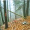 talwald_26.10.07_02.jpg