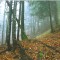 talwald_26.10.07_03.jpg