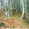 talwald_26.10.07_04.jpg