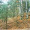 talwald_26.10.07_05.jpg