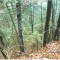 talwald_26.10.07_07.jpg