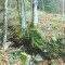 talwald_26.10.07_11.jpg