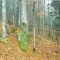 talwald_26.10.07_14.jpg