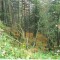 talwald_26.10.07_17.jpg