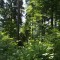 rainwald_f6_180_2017.jpg