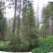 20140616_nuewenalpwald_f2_et_03.jpg