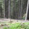 20140616_nuewenalpwald_f3_et_01.jpg