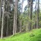 20140616_nuewenalpwald_f6_et_08.jpg