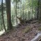 20140605_talwald_02.jpg