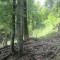 20140605_talwald_03.jpg