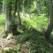 20140605_talwald_04.jpg