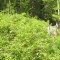 20140605_talwald_14.jpg