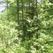 20140605_talwald_17.jpg