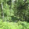 20140605_talwald_19.jpg