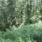 20140605_talwald_21.jpg