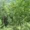 20140605_talwald_22b.jpg