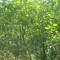 20140605_talwald_22c.jpg