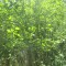 20140605_talwald_22d.jpg