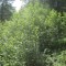 20140605_talwald_22f.jpg