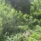 20140605_talwald_22g.jpg