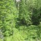 20140605_talwald_23.jpg