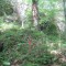 20140605_talwald_24a.jpg