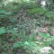 20140605_talwald_24b.jpg