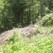20140605_talwald_25a.jpg