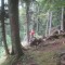 20200625_talwald_02.jpg