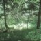 20200625_talwald_06.jpg