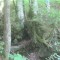 20200625_talwald_11.jpg