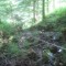 20200625_talwald_12.jpg