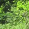 20200625_talwald_13.jpg