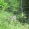 20200625_talwald_14.jpg