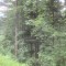 20200625_talwald_17.jpg