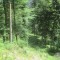20200625_talwald_19.jpg