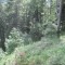 20200625_talwald_21.jpg