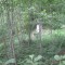 20200625_talwald_22.jpg