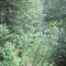 20200625_talwald_23.jpg