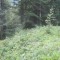 20200625_talwald_25.jpg